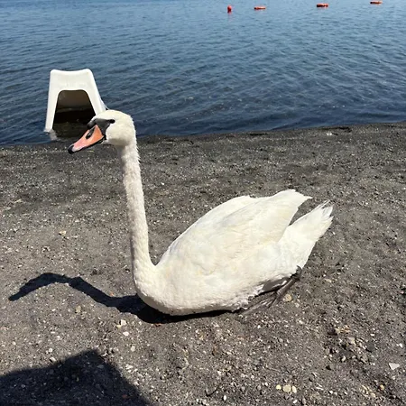 La Casetta Di Francesca,anguillara Sabazia